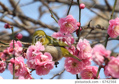 Mejiro和梅花1 Mejiro和梅花1 6742568