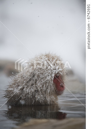 Japanese macaques Japanese macaques 6742691