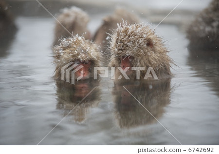 Japanese macaques Japanese macaques 6742692
