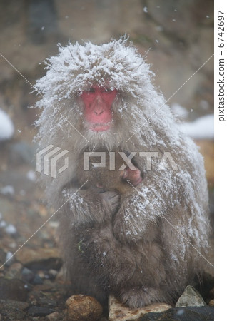Japanese macaques 6742697