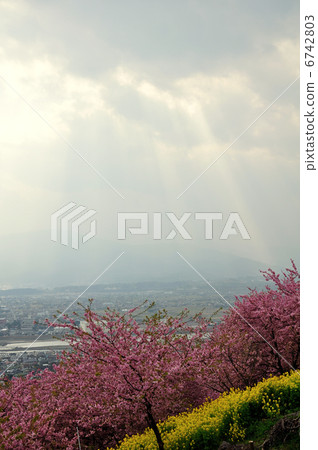 河津櫻花 6742803