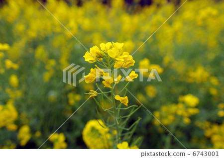 強姦開花 6743001