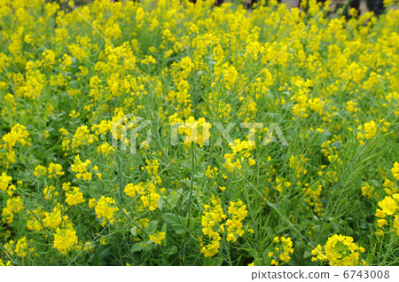 強姦開花 強姦開花 6743008