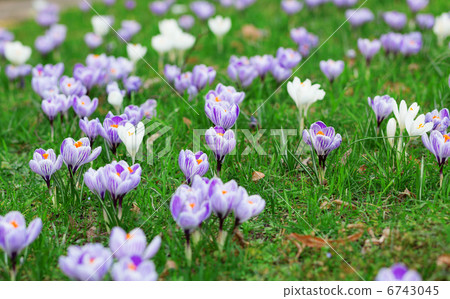 Many beautiful blooming crocuses Many beautiful blooming crocuses 6743045