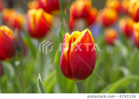 鬱金香 鬱金香 6743136