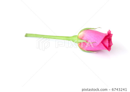 beautiful pink rose isolated on white 6743241