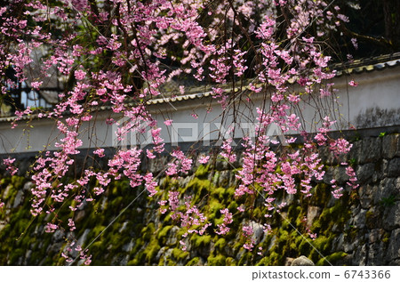 在神社寺廟的櫻桃 6743366