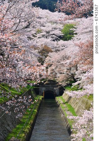 在神社寺廟的櫻桃 6743367