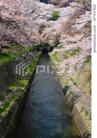 在神社寺廟的櫻桃 6743368