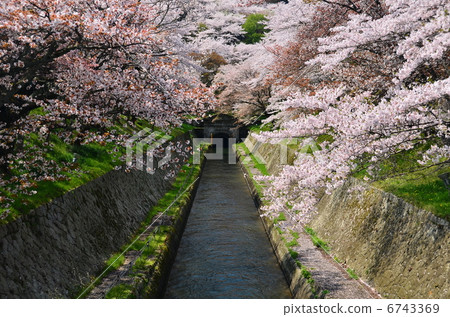 在神社寺廟的櫻桃 6743369