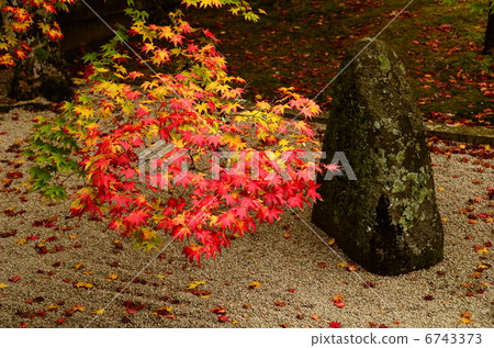 在神社寺廟的櫻桃 6743373