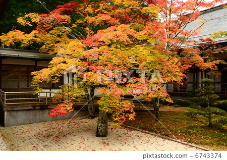在神社寺廟的櫻桃 6743374