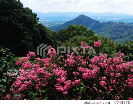 Rhododendrons和Arima Fuji 6743378