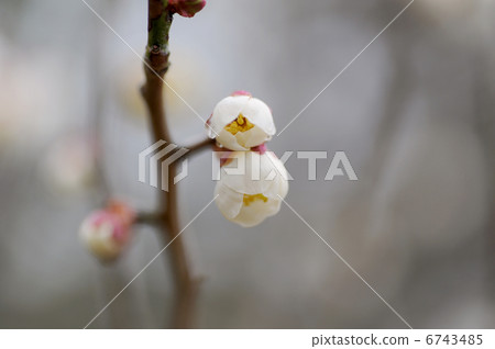 梅花 梅花 6743485