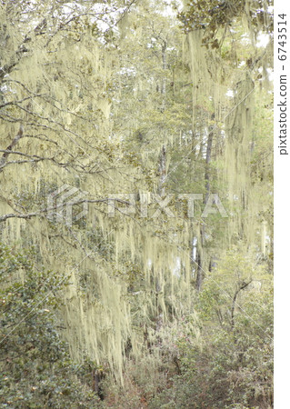 Tylandia · Usuneoides 6743514