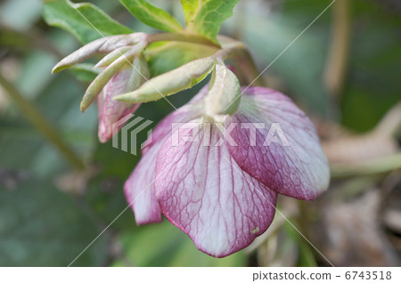 聖誕玫瑰花瓣 聖誕玫瑰花瓣 6743518