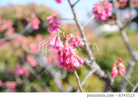 Cherry blossoms Cherry blossoms 6743523