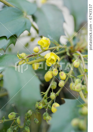 Holly flowers 6743537