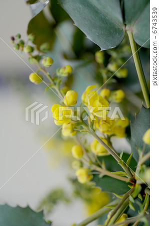 冬青花 冬青花 6743539