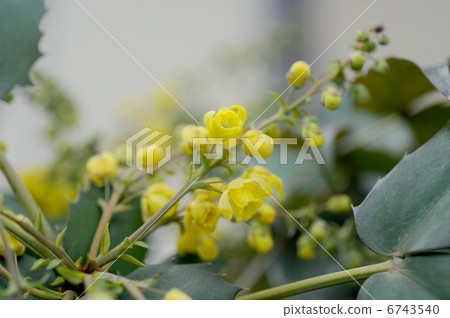 冬青花 冬青花 6743540