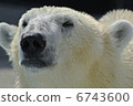Polar bear's father 6743600