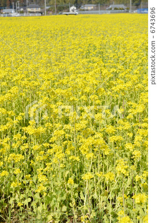 Rapeseed field Rapeseed field 6743696