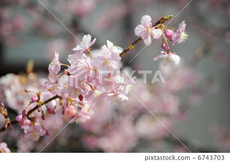 Cherry wharf Cherry wharf 6743703