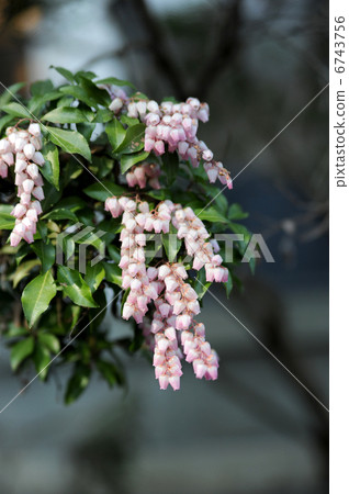 阿塞比花 6743756