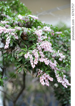 阿塞比花 阿塞比花 6743757