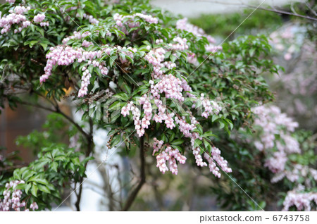 阿塞比花 阿塞比花 6743758