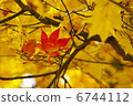 Red rife ... Momiji 02的楓葉 6744112