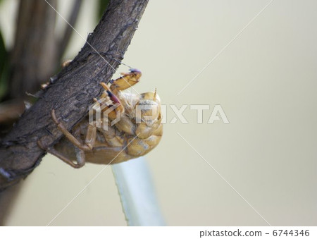 在冬天<特寫>的空蟬 6744346