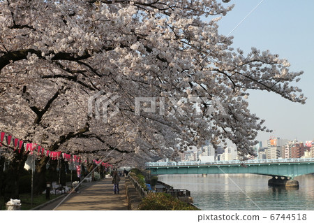 Cherry Blossoms Cherry Blossoms 6744518