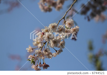 Cherry Blossoms Cherry Blossoms 6744521