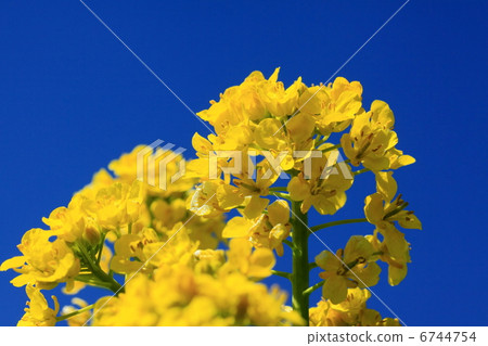 油菜花和藍天 油菜花和藍天 6744754
