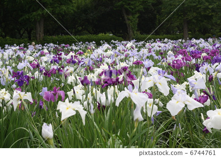 Iris Iris 6744761