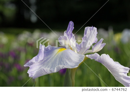 Iris Iris 6744762