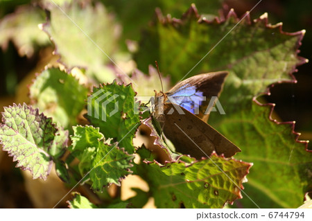 Murashiki Sajimi 6744794