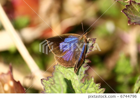 Murashiki Sajimi 6744796