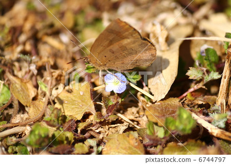 Murashiki Sajimi 6744797