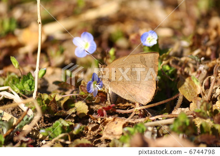 Murashiki Sajimi 6744798