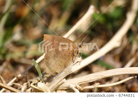 Murashiki Sajimi 6744831