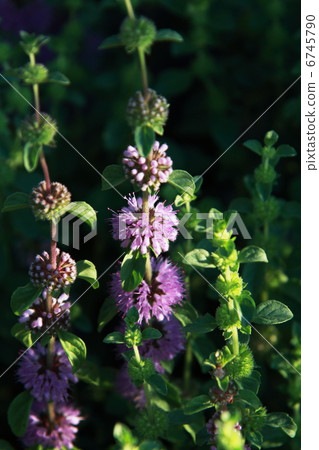 Penny Royal Mint 6745790