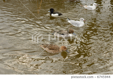 Two pairs of Reindeer (two in front) (Pictorial book available) Two pairs of Reindeer (two in front) (Pictorial book available) 6745944