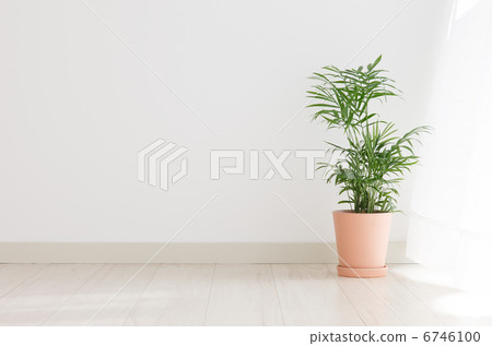 棕櫚盆栽植物 6746100