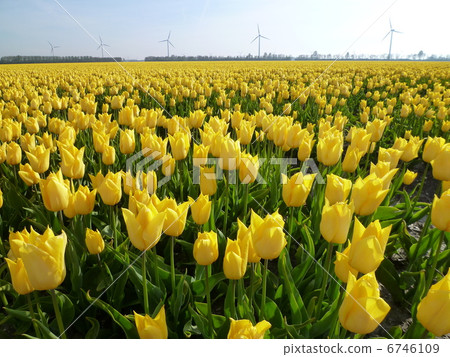 Yellow tulip 2 6746109