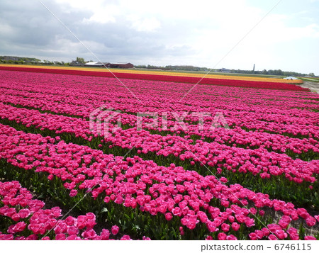 Vivid pink tulip field Vivid pink tulip field 6746115