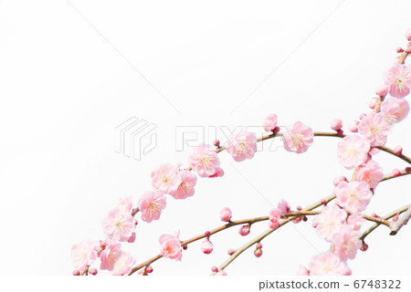 梅花梅花梅花枝梅花早春春梅紅梅花 梅花梅花梅花枝梅花早春春梅紅梅花 6748322