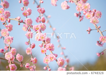 梅花梅花梅花早春春梅紅梅花梅花藍天梅花園 梅花梅花梅花早春春梅紅梅花梅花藍天梅花園 6748328