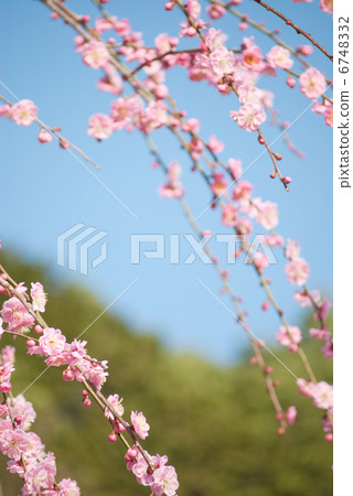 梅花梅花梅花早春春梅紅梅花梅花藍天梅花園 梅花梅花梅花早春春梅紅梅花梅花藍天梅花園 6748332